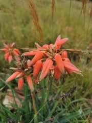 Aloe verecunda
