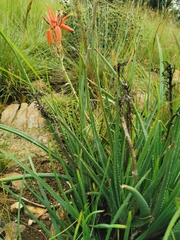Aloe verecunda