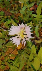 Centaurea pullata
