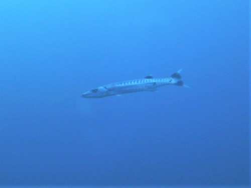 Great Barracuda — seen at this dive site