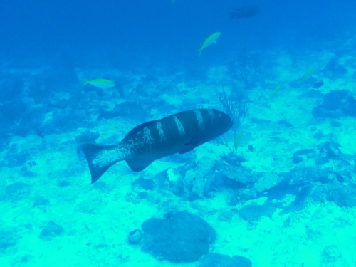 Blacksaddle Coralgrouper — seen at this dive site