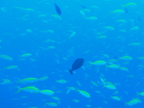Yellowback Fusilier — seen at this dive site