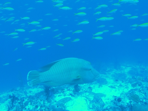 Napoleon Wrasse — seen at this dive site