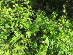 Guapira pernambucensis