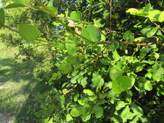 Guapira pernambucensis