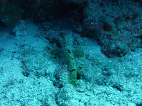 Foursaddle Grouper — seen at this dive site