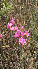 Rhododendron farrerae
