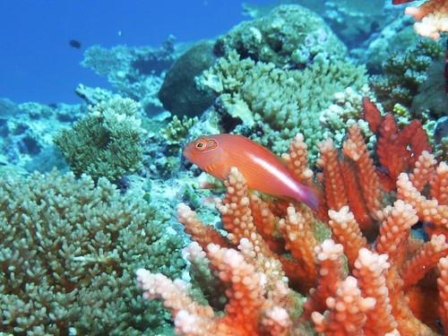 Arc-eye Hawkfish — seen at this dive site