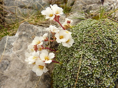 Saxifraga marginata