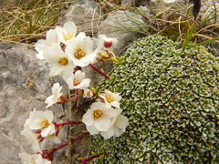Saxifraga marginata