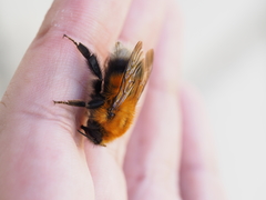 Bombus hypnorum