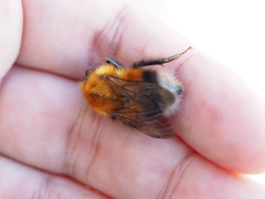 Bombus hypnorum