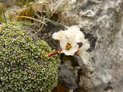 Saxifraga marginata