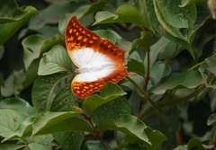 Charaxes varanes