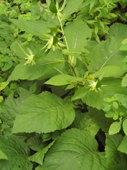 Carpesium macrocephalum