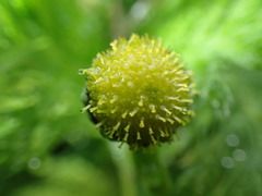 Leptinella plumosa