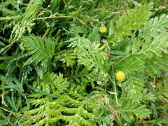 Leptinella plumosa