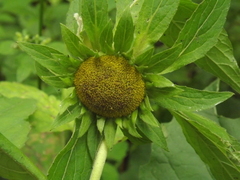 Carpesium macrocephalum