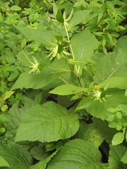 Carpesium macrocephalum