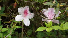 Rhododendron × pulchrum