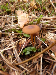 Strobilurus stephanocystis