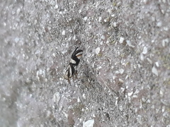 Delphax crassicornis