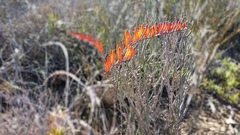 Astroloba rubriflora