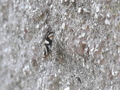 Delphax crassicornis