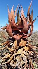 Aloe microstigma microstigma