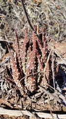 Tulista pumila