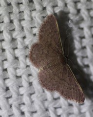 Idaea inversata