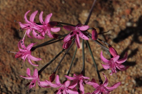 Image of Hessea breviflora by (c) Tony Rebelo, some rights reserved (CC BY-SA)