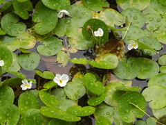 Hydrocharis dubia