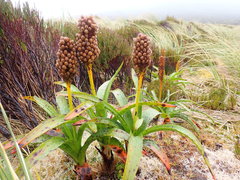 Bulbinella rossii