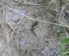 Coleodactylus meridionalis