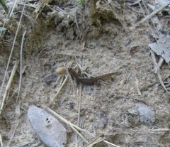 Coleodactylus meridionalis