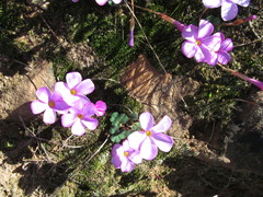 Oxalis eckloniana