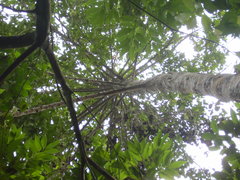 Xylopia