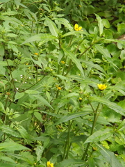 Bidens cernua