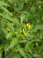 Bidens cernua