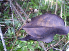 Xylopia