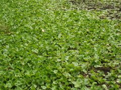 Hydrocharis dubia