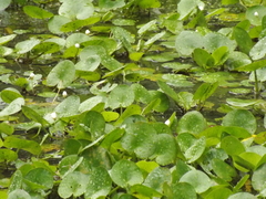 Hydrocharis dubia