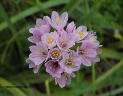 Allium roseum - Photo (c) Stefano Doglio, algunos derechos reservados (CC BY-NC), subido por Stefano Doglio