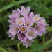 Allium roseum - Photo 由 Stefano Doglio 所上傳的 (c) Stefano Doglio，保留部份權利CC BY-NC