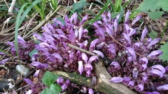 Lathraea clandestina