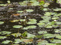 Hydrocharis dubia