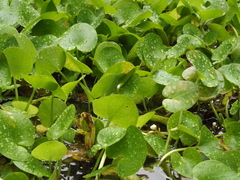 Hydrocharis dubia