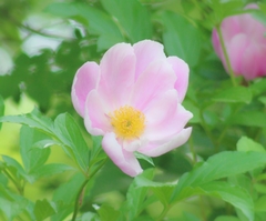Paeonia lactiflora
