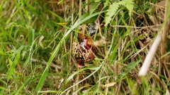 Rhabdophis tigrinus tigrinus